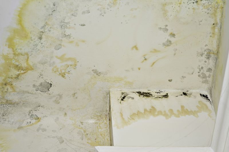Mold and Mildew Treatment